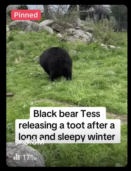 Zoo New York TikTok of black bear Tess, 3.8 million views, produced with First Million Views